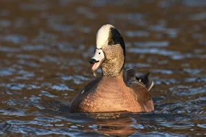 Images Dated 28th July 2010: An American Wigeon drake (Anas americana)