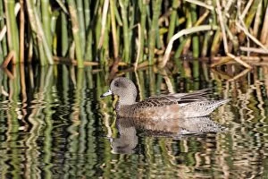 Images Dated 10th January 2011: American Wigeon - female in winter - January