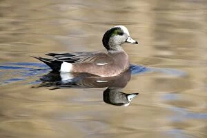 Images Dated 25th January 2007: American Wigeon - Male - Range: North America - winters south to Costa Rica and West Indies