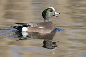 Images Dated 25th January 2007: American Wigeon - Male - Range: North America; winters south to Costa Rica and West Indies