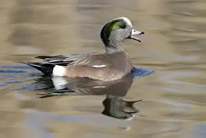 American Wigeon - Male - Range: North America; winters south to Costa Rica and West Indies