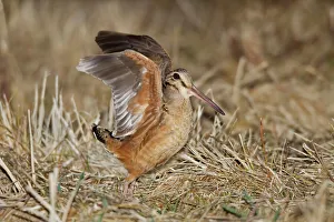 Images Dated 26th March 2010: American Woodcock, on breeding territory during courtship