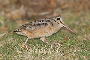 Images Dated 25th March 2010: American Woodcock, on breeding territory during courtship