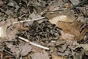 American Woodcock - chicks