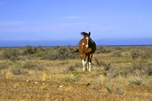 Body Gallery: Americas; Argentina, Patagonia. A lone horse