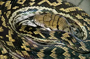 Pythons Prints: Amethyst / Amethystine / Scrub Python - close-up of head