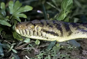 Amethyst / Amethystine / Scrub Python - close-up of head