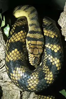 Amethyst / Amethystine / Scrub Python - coiled
