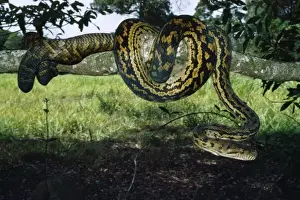 Coiled Prints: Amethyst / Amethystine / Scrub Python - coiled round branch Julatten