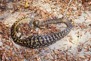 Pythons Prints: Amethyst / Amethystine / Scrub Python - after swallowing wallaby