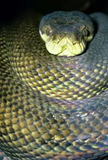 Coiled Prints: Amethyst / Amethystine / Scrud Python - head in coils - Australia