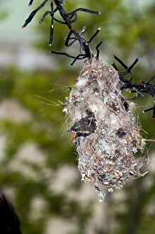 Amethyst Gallery: Amethyst / Black Sunbird - chicks in nest attached
