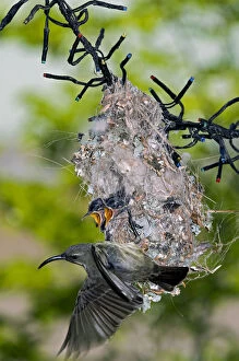 Amethyst Gallery: Amethyst / Black Sunbird - female departing nest