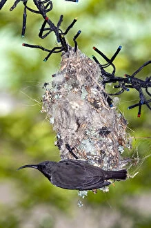 Amethyst Gallery: Amethyst /  Black Sunbird - female on nest - nest