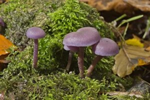 Amethyst Gallery: Amethyst Deceiver clump in shady woodland Wilts, UK