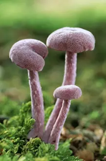Amethyst Deceiver Fungi ME 395 Edible Laccaria amethystea © Johan De Meester / ARDEA LONDON