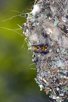 Nesting Gallery: Amethyst sunbird 12-day chicks in nest_DSC5788