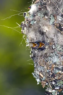 Decoration Gallery: Amethyst sunbird 12-day chicks in nest_DSC5788