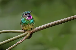 Ecuador Gallery: Amethyst-throated Sunangel. Ecuador