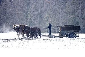 Amish Farmer driving a team of horses pulling wagon