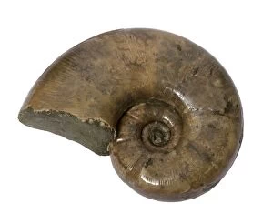 Ammonite - Albien - 100 millions of years old -