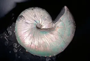 Prehistoric Prints: Ammonite Fossil - Cretaceous Period 110 m. y. a. South Dakota, USA