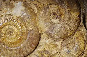 Ammonite Prints: Ammonite Fossil - Triassic period 248-213 m. y. a. Caen, France