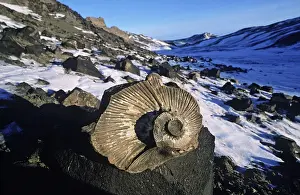 Mollusc Prints: Ammonite Fossils - Seymour Island - East side of Antarctic Pen. Bay of Fossils AU-1003