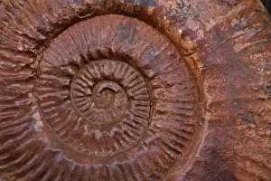 Ammonite Prints: Ammonite (Parkinsonia) - Southern France - mid-Jurassic