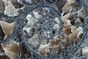 Ammonite - pyritized, pyrite has replaced minerals in shell. Jurassic