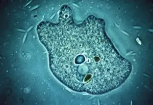 Amoeba - Phase contrast