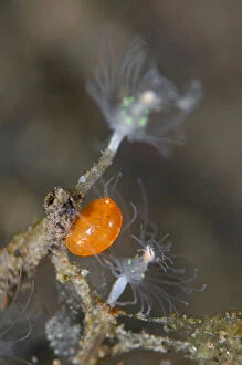 Arthropoda Gallery: Amphipod on hydroid - Segara dive site, Seraya, Karangasem, Bali, Indonesia