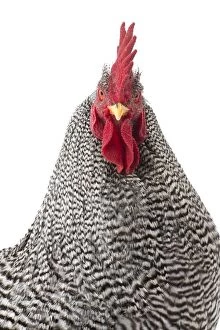 Combs Gallery: Amrock Chicken Cockerel / Rooster