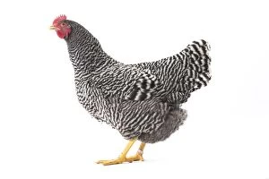 Images Dated 12th April 2017: Amrock Chicken hen