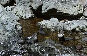 Gough Island Prints: Amsterdam Fur Seal - Gough Island - South Atlantic