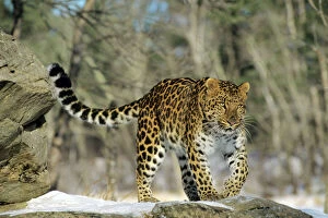 Amur / Korean Leopard