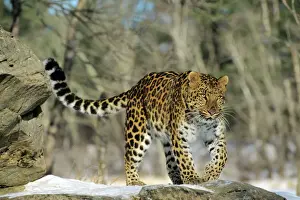 Walking Prints: Amur/ Korean Leopard Endangered Species. Winter. 4MR1316