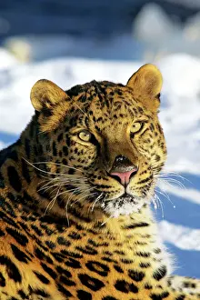 Amur / Korean Leopard Endangered Species. Winter. 4MR1701