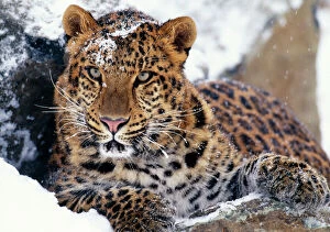Images Dated 13th May 2005: Amur Leopard - endangered species