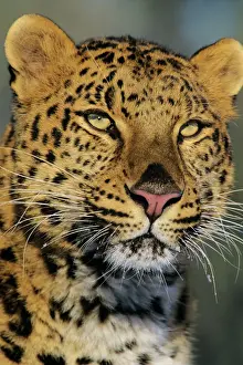 Amur Leopard / Korean Leopard - endangered species 4MR1540