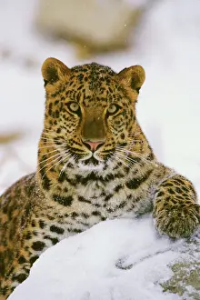 Vertical Prints: Amur Leopard / Korean Leopard - endangered species 4MR1698
