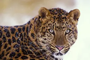 Amur Leopard / Korean Leopard - endangered species 4MR333