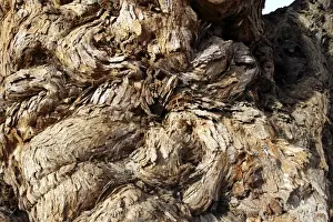 Ana tree Virus on the tree, Huab river Namibia