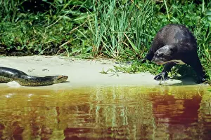 Anaconda and Giant Otter (Pteronura brasiliensis) at water's edge - Guyana - South America
