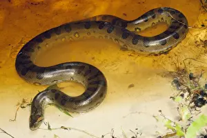 Anacondas Prints: Anaconda Guyana, South America