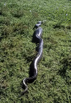 Anaconda - having swallowed a Capybara - Venezuela - South America