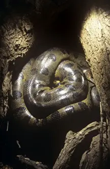 Anacondas Prints: Anaconda - hidden among tree roots to survive dry season
