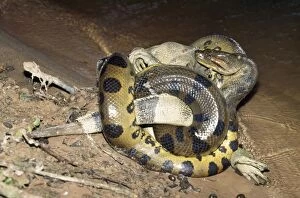 Anaconda - with prey, male Common Iguana