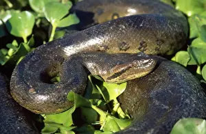 Anacondas Prints: Anaconda South America