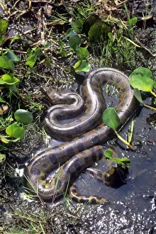 Anacondas Prints: Anaconda - Venezuela - South America
